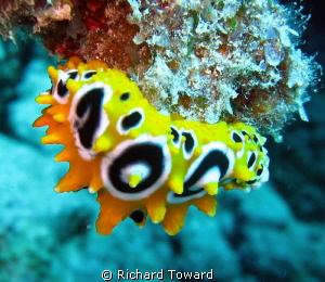 Nice little nudibranchia. Taken with Cannon A570is. by Richard Toward 
